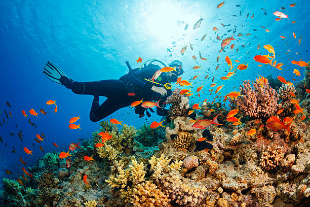 Swim on the coral reefs
